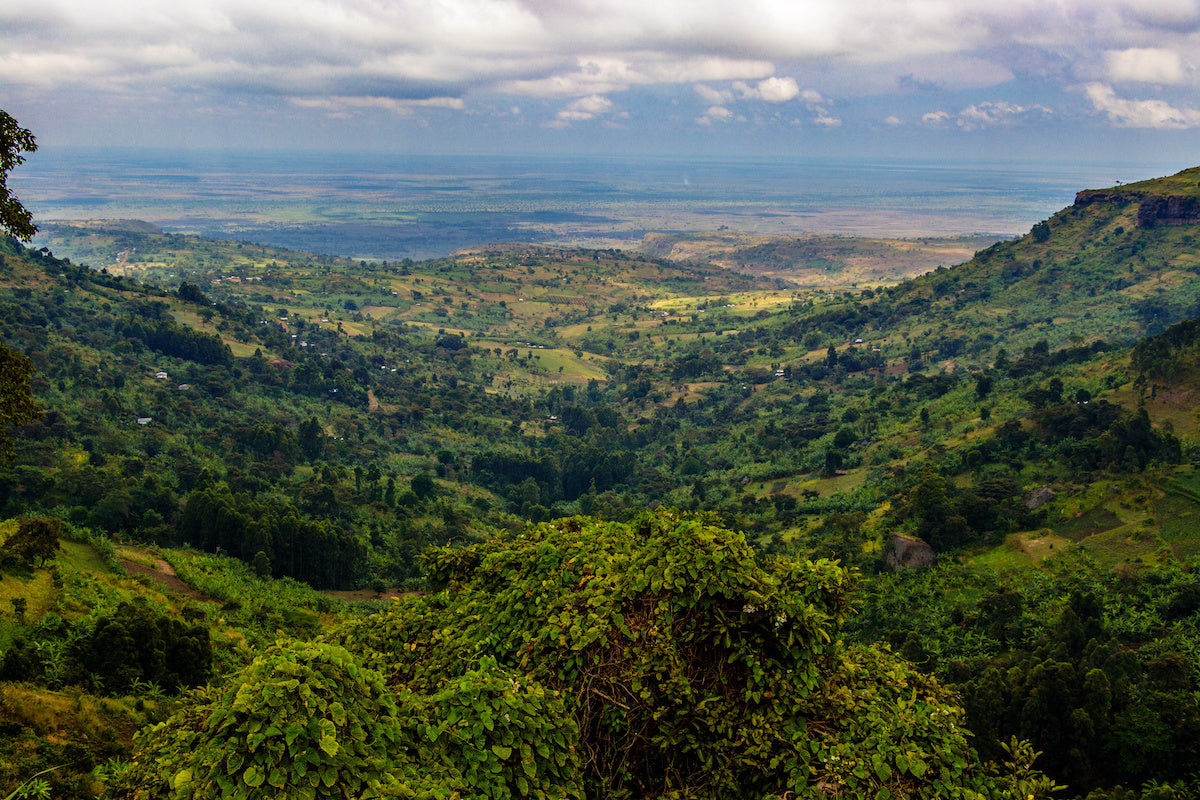 Kenya Coffee Farm